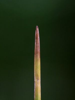 Pod Grass