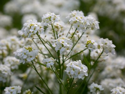 Horseradish