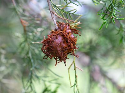 Cedar-Apple Rust