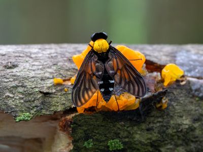 Golden Backed Snipe Fly on Witch's Butter Fungus