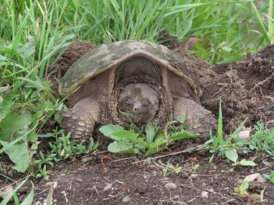 Snapping Turtle