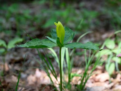 Yellow Trillium