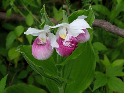 Showy Lady's Slipper Orchid Triple Blossom