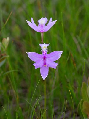 Grass Pink Orchid