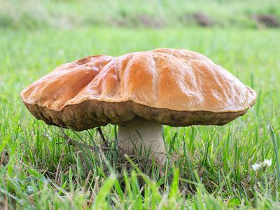 Short Stalked Bolete Mushroom