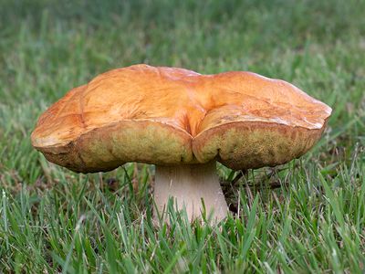 Short Stalked Bolete Mushroom