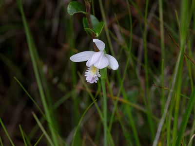 Rose Pogonia