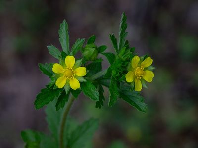 Rough Cinquefoil