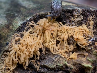 Yellow Carnival Candy Slime Mold