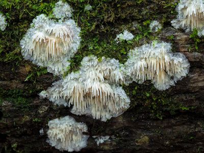 Asian Beauty Fungus