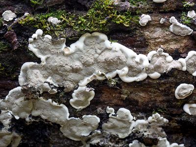Brittle Cinder Fungus