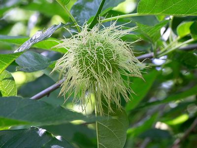 Osage Orange Tree