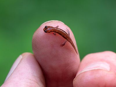 Juvenile Eastern Red-backed Salamander