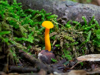 Small Chanterelle Mushroom