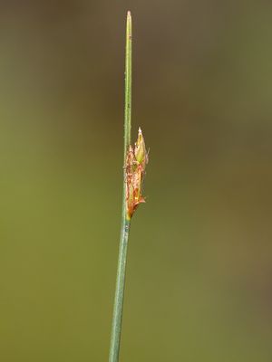 Swaying Bulrush