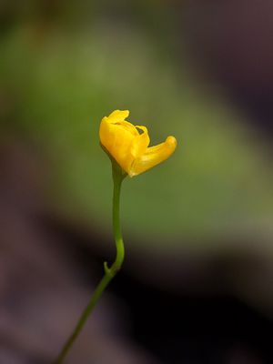 Humped Bladderwort