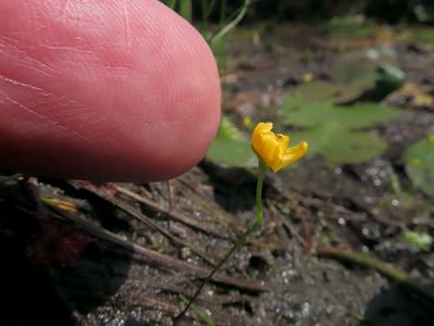 Humped Bladderwort