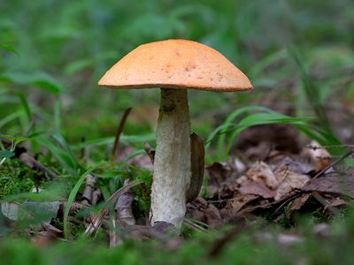 Aspen Bolete Mushroom