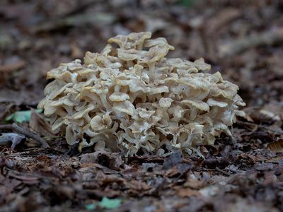 Umbrella Polypore Mushroom