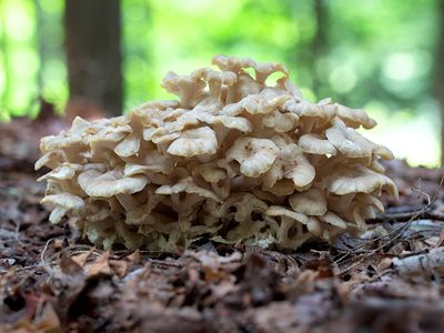 Umbrella Polypore Mushroom