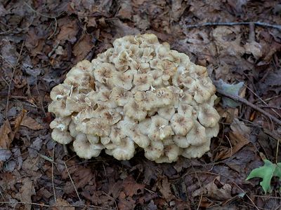 Umbrella Polypore Mushroom