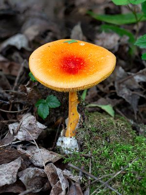 Jackson's Slender Caesar Mushroom