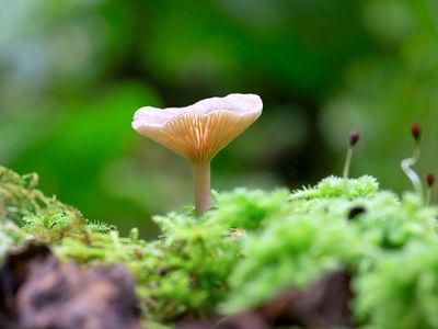Fairy Milkcap Mushroom