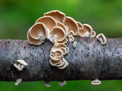 Luminescent Panellus Mushrooms