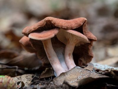 Peck's Milky Cap Mushrooms                              
