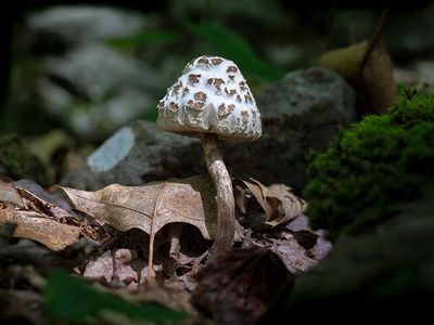 Unidentified Bolete Mushroom