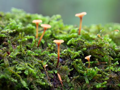 Pinewood Gingertail Mushrooms