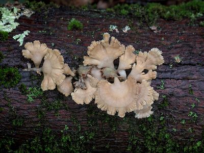 Common Split Gill Mushrooms