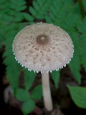 Parasol Mushroom