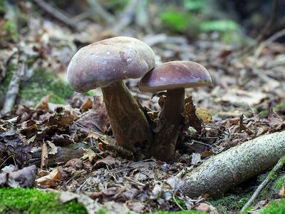 Reddish Brown Bitter Bolete Mushrooms