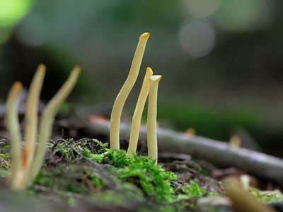 Spindle-shaped Yellow Coral Fungus