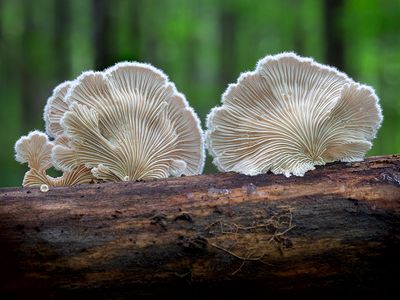 Common Split Gill Mushroom