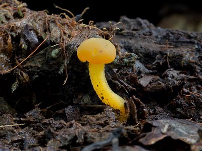 Jelly Baby Fungus