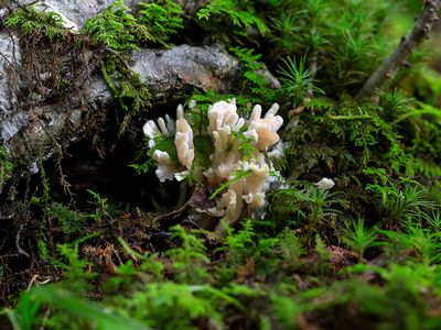 False Coral Fungus