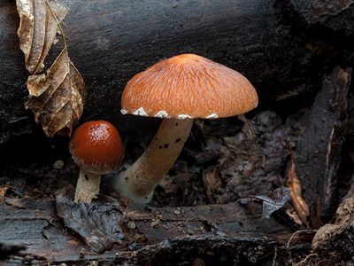 Wrinkled Cortinarius