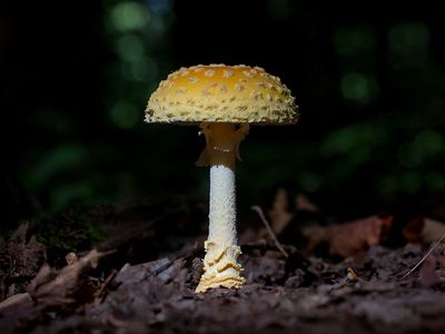 Yellow-orange Fly Agaric Mushroom