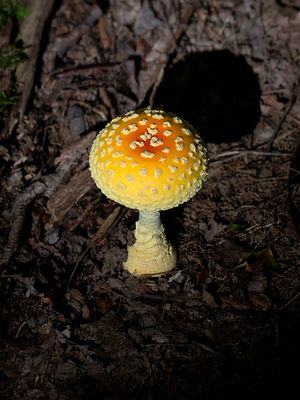 Yellow-orange Fly Agaric Mushroom