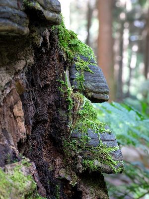 Tinder Polypore Fungus