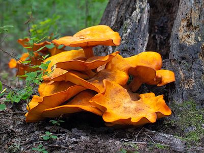 Jack O'Lantern Mushrooms