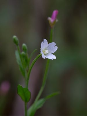 Downy Willow Herb