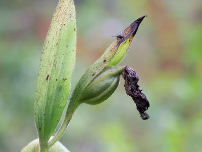 Showy Lady's Slipper Orchid Fruit