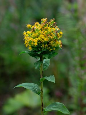 Canada Goldenrod with Flower Gall