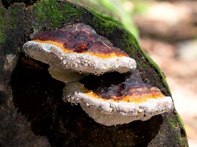 Red-banded Polypore Fungus