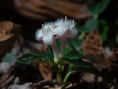 Partridgeberry