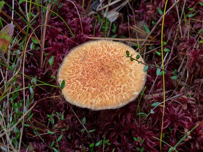 Painted Suillus Mushroom