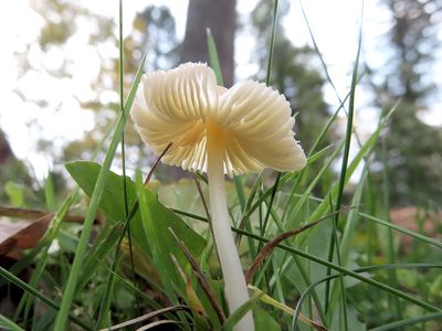 Walnut Mycena Mushroom